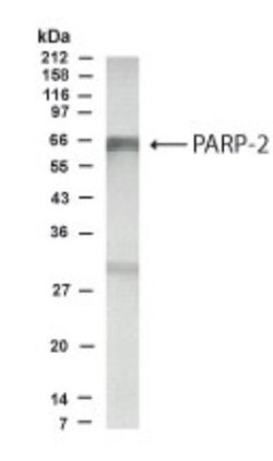 PARP2 Antibody - Unpurified, Novus Biologicals 0.025 mL; Unconjugated:Antibodies,